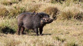 Giant Forest Hogs in Kenya [upl. by Pyne85]