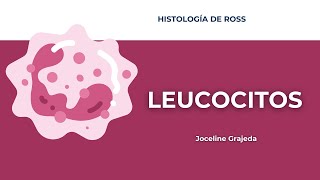 Leucocitos y diapédesis  Histología de Ross [upl. by Ocsirf]