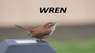 WREN WHAT DO YOU MEAN [upl. by Dell]