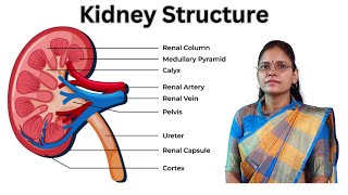 Understanding the Human Kidney Functions Anatomy and Health Explained II Class11th Biology [upl. by Nolava782]