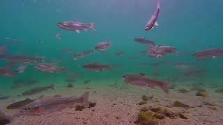 Diving at Wallowa Lake [upl. by Corette320]