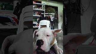 shorts food dogs video music dogfood asmr bulldog dog dogshorts [upl. by Sonny571]