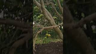 Grapefruit treegrapefruits backyardgardening hitiksabungatrending ytviral [upl. by Trevar]