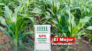 ¿Cuál es el Mejor Fertilizante para Maíz 🌽 [upl. by Higgins]