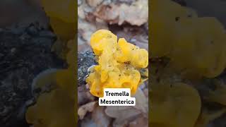 Tremella mesenterica shorts [upl. by Moht252]