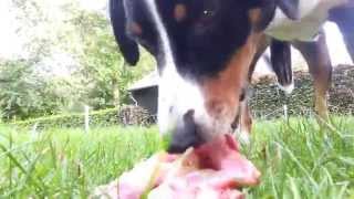 Appenzell Mountain Dog Dobber eating fresh raw meat rabbit lamb and duck [upl. by Nigel]