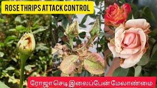 How To Control Thrips On Rose Plant   ரோஸ் திரிப்ஸ் பிரச்சினையா   ரோஸ் இலை சுருட்டல் தீர்வு 🌹🤔 [upl. by Irmine]