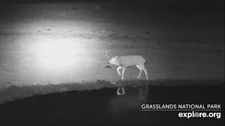 A lone male mule deer at at Bison Watering Hole  Grasslands National Park  exploreorg [upl. by Nnav]