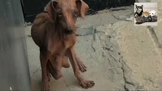 Helping an abandoned frail and starving dog at the doorstep [upl. by Thielen297]