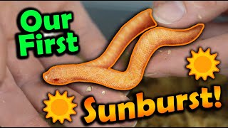 Baby Sunburst Hognoses Hatching [upl. by Aroled]