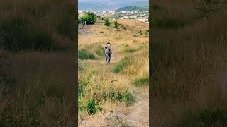 What would you call it Horses Pro horse horses shorts viralshorts youtubeshorts [upl. by Atelokin]