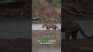 ¡Los Jaguars Nadadores Maestras en el Agua jaguaresnadadores felinosenelagua nadadoresmaestros [upl. by Noah]