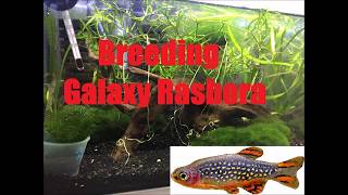 How to Breed Galaxy Rasboras  Danio margaritatus  Celestial pearl danio [upl. by Currie]