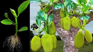 How To Growing jackfruit in Orange To Many jackfruit Tree Grafting jackfruit tree [upl. by Eiram220]