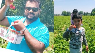 Strawberry picking  Canada  Malayalam vlog  4k [upl. by Ethelin940]