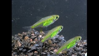 Neon Green Rasbora Microdevario kubotaiSpecies Spotlight [upl. by Enelehs]