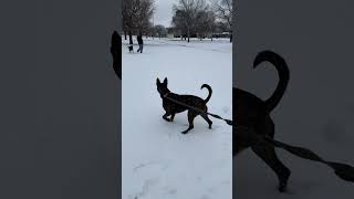 Pitbull in the snow snow dog pitbull funny crazy winter running [upl. by Eentihw]