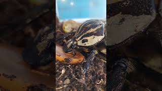 nature goliathus terrarystyka cute big beetle beetlelove bug eat fruit amazing myanimal [upl. by Langan]