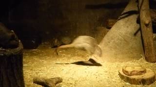 TZ60 Bettongia penicillata TamaZoo フサオネズミカンガルー 多摩動物公園 [upl. by Oniuqa]