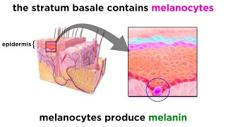 The Integumentary System [upl. by Marriott760]