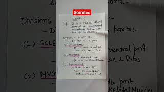 Somites and its derivatives  Embryology [upl. by Dang]