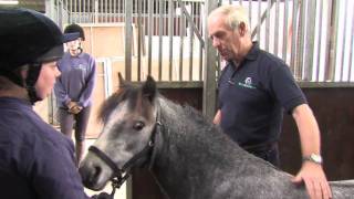 Neglected ponies given a lifeline [upl. by Onit]