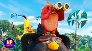 ¡BALA DE CAÑÓN  Angry Birds 2 La Película 2019  Now Español [upl. by Reinhard]