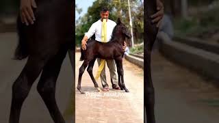 Punjabnasalhorses99 horse punjabnasalhorses trending virle trendingvideo farmlife [upl. by Selway]