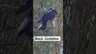 Black Cockatoo [upl. by Yntruoc]