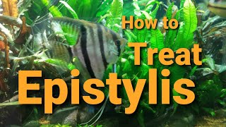 How to Treat Epistylis white spot but not ich [upl. by Acinorehs]