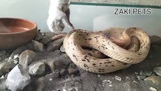 snake attack on kitten only 5 day old kitten snake not eating but kill him [upl. by Licko]