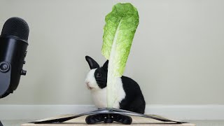 Rabbit eating lettuce leaf bigger than he is ASMR [upl. by Holmes]