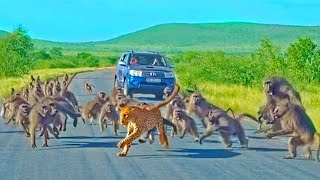 Leopard has allout Brawl With 50 Baboons  Different Angle [upl. by Byrom]