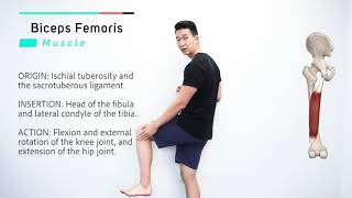 Biceps Femoris  Muscle Anatomy  Joetherapy [upl. by Jakoba85]