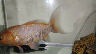 MALAKI NA ANG GOLD FISH AT JANITOR FISH [upl. by Diogenes]