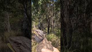 Eastern Bearded Dragon is going home beardeddragon australia nature reptiles [upl. by Annemarie]