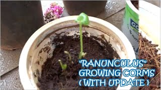 PPG46  Grow Ranunculus from bulbs  corms🌱🌿  How to grow Ranunculus from bulbs with update [upl. by Rebbecca]