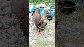 nature explore peahen 🦚like video natureslovers [upl. by Aileduab747]