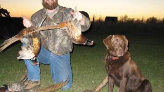 Bird Dog Inn S Dakota Pheasant Hunting [upl. by Tuesday740]