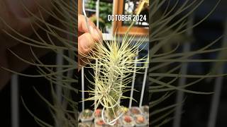 Tillandsia Funckiana Var Recurvifolia on october 2024 airplants tillandsia [upl. by Nyrek]