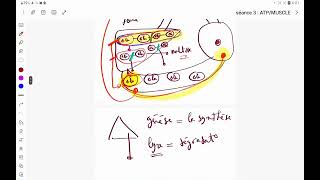 Séance3 Le métabolisme [upl. by Donadee]