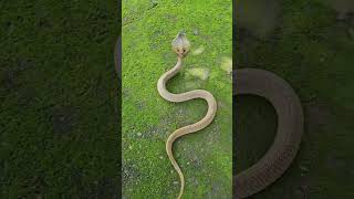 snake in garden 🏡 🐍shortsfeed [upl. by Stelle]