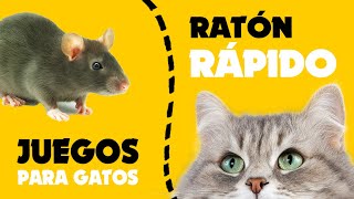 JUEGOS para GATOS ★ atrapar RATÓN RÁPIDO [upl. by Bible]