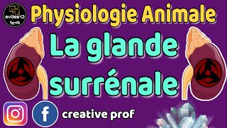 Physiologie Animale  Endocrinologie  la glande surrenale  darija [upl. by Raseda]