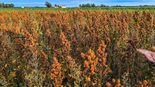 Odla quinoa  så här gör du  David berättar [upl. by Haydon516]