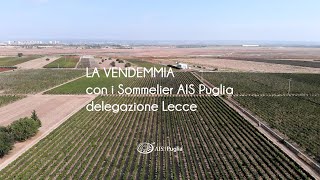 La vendemmia 2024 con i Sommelier AIS Puglia Delegazione Lecce [upl. by Bilac]