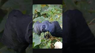 Jackdaws are the best birds to watch  Bird sounds shorts [upl. by Surad]