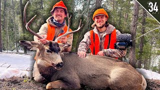 Mule Deer Buck at POINT BLANK Public Land Timber Hunt [upl. by Brnaby]