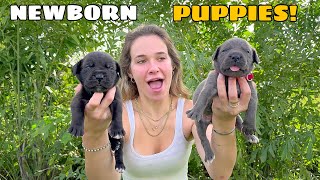 NEWBORN PUPPIES FINALLY OPEN THEIR EYES [upl. by Releehw]