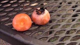 Processing and Eating American Persimmon  Part 1 [upl. by Valerlan581]